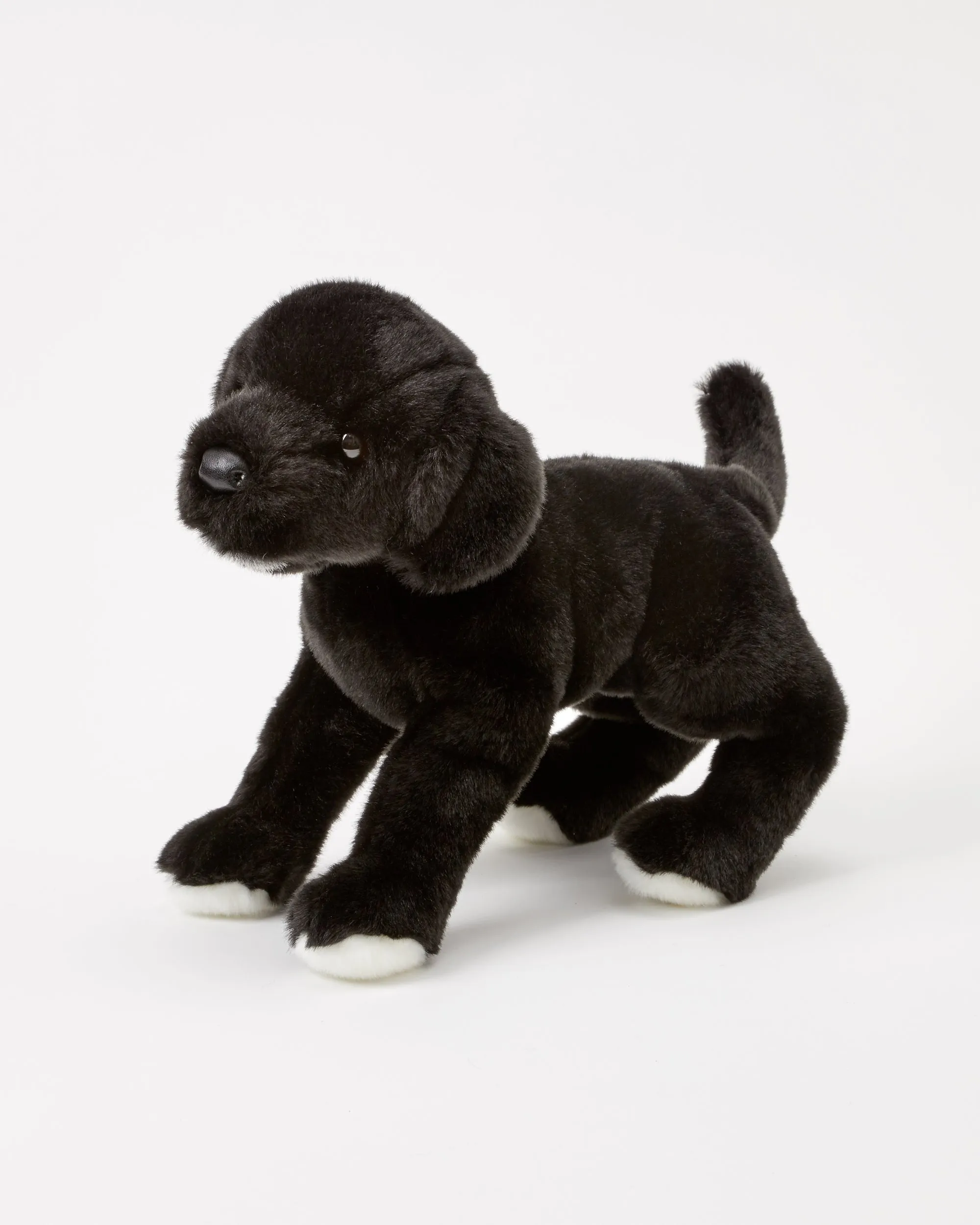 Classic Black Dog Puppy